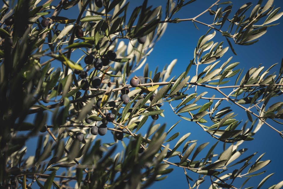 Aceitunas en molino con certificación ecológica para almazara