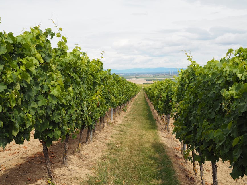 Vendimia en viñedo con certificación ecológica europea