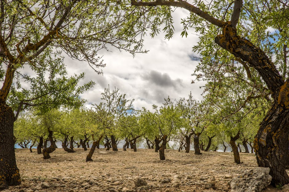 Diagnóstico agronómico de finca de olivar para certificación ecológica