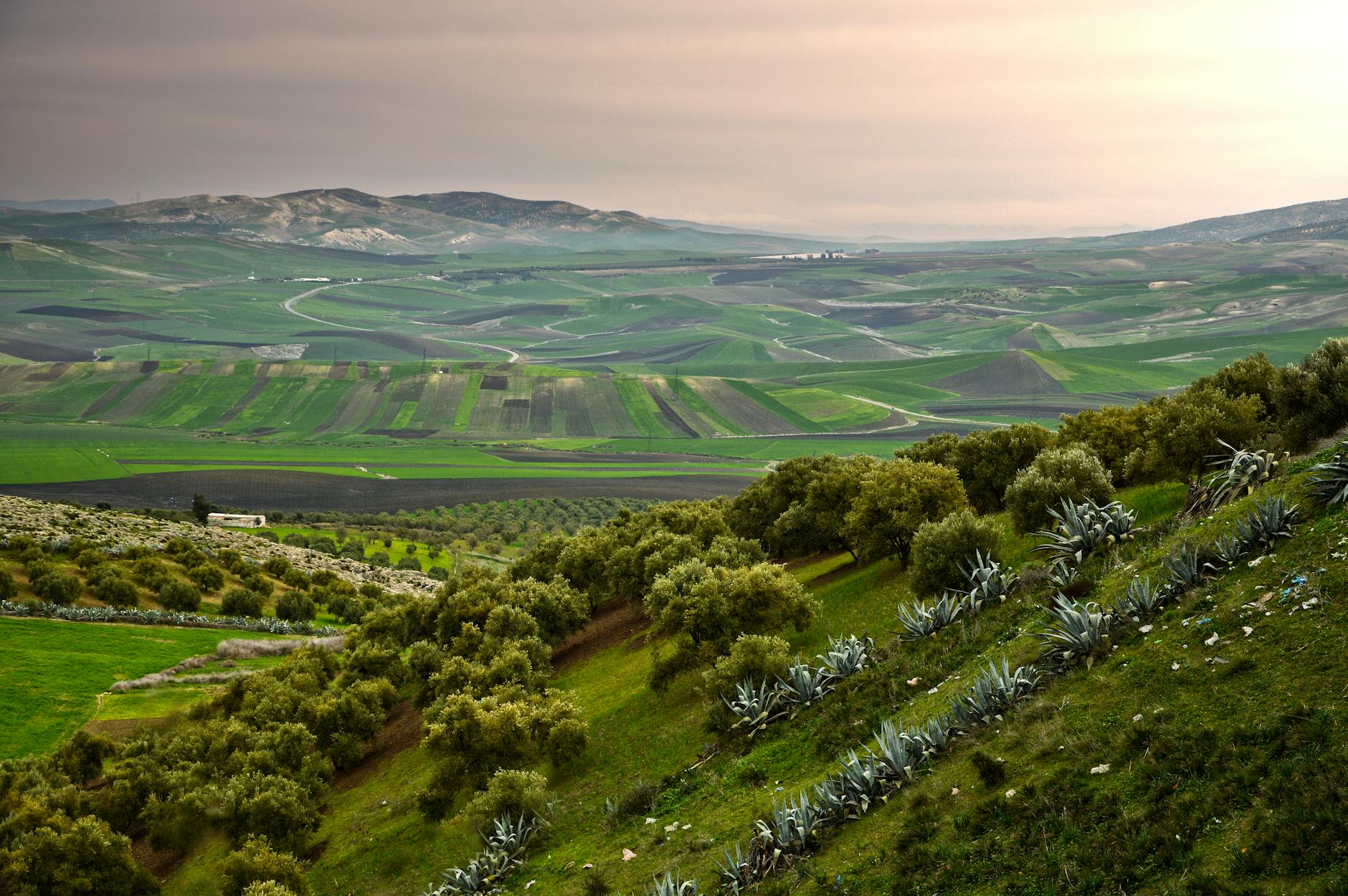 Viñedo ecológico en Andalucía con certificación en proceso